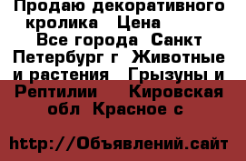 Продаю декоративного кролика › Цена ­ 500 - Все города, Санкт-Петербург г. Животные и растения » Грызуны и Рептилии   . Кировская обл.,Красное с.